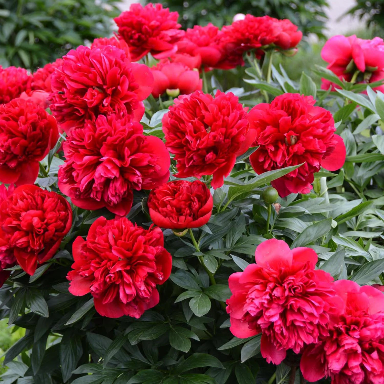 Bujor arbustiv nobil Adolphe Rousseau, cu flori rosii - Image 8