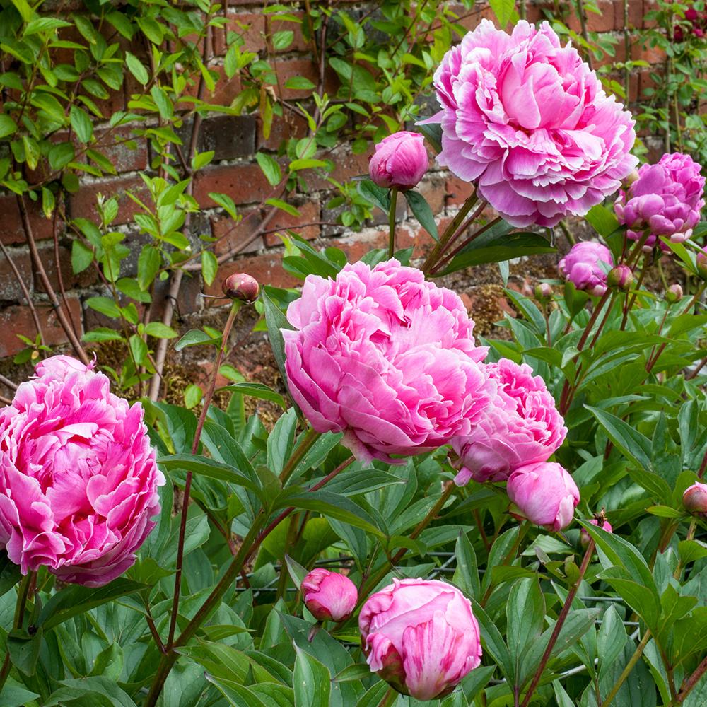 Bujor arbustiv nobil Dr. Alexander Fleming, cu flori roz - Image 10