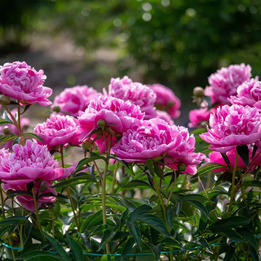 Bujor arbustiv nobil Dr. Alexander Fleming, cu flori roz - Image 12