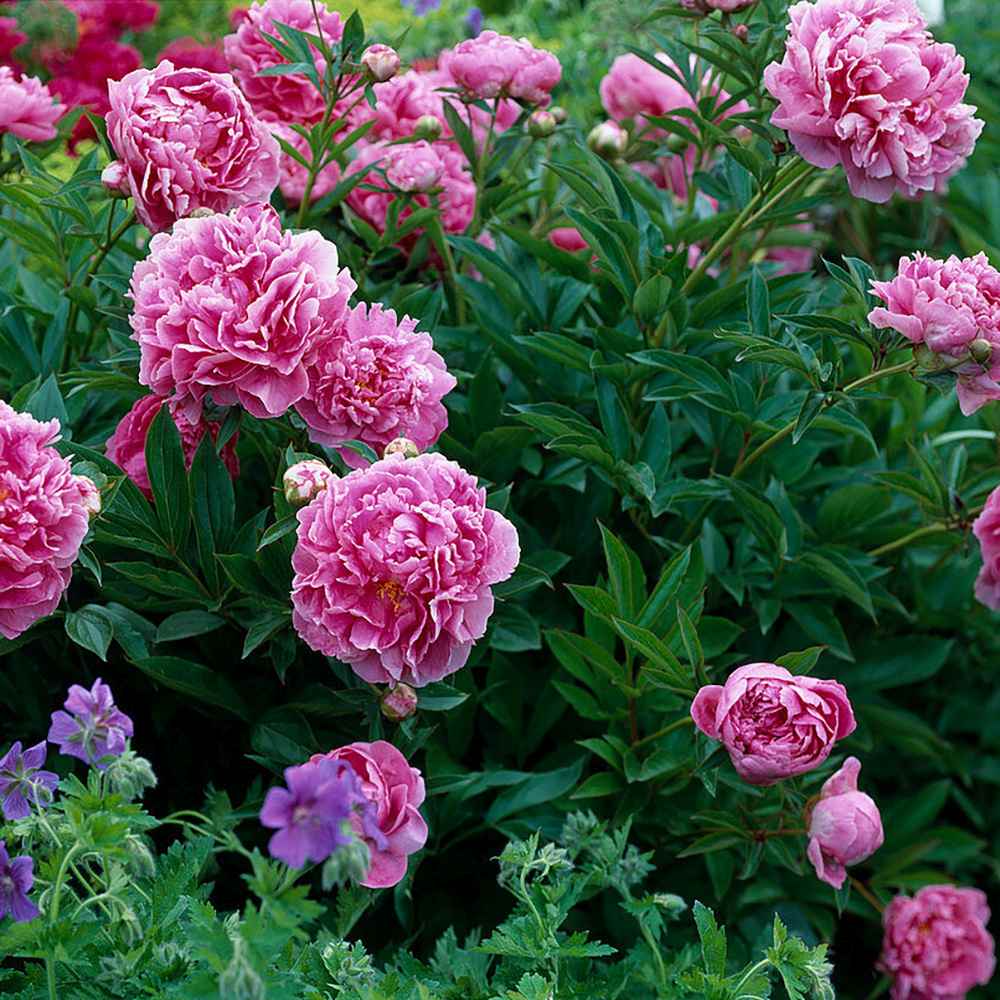 Bujor arbustiv nobil Dr. Alexander Fleming, cu flori roz - Image 13