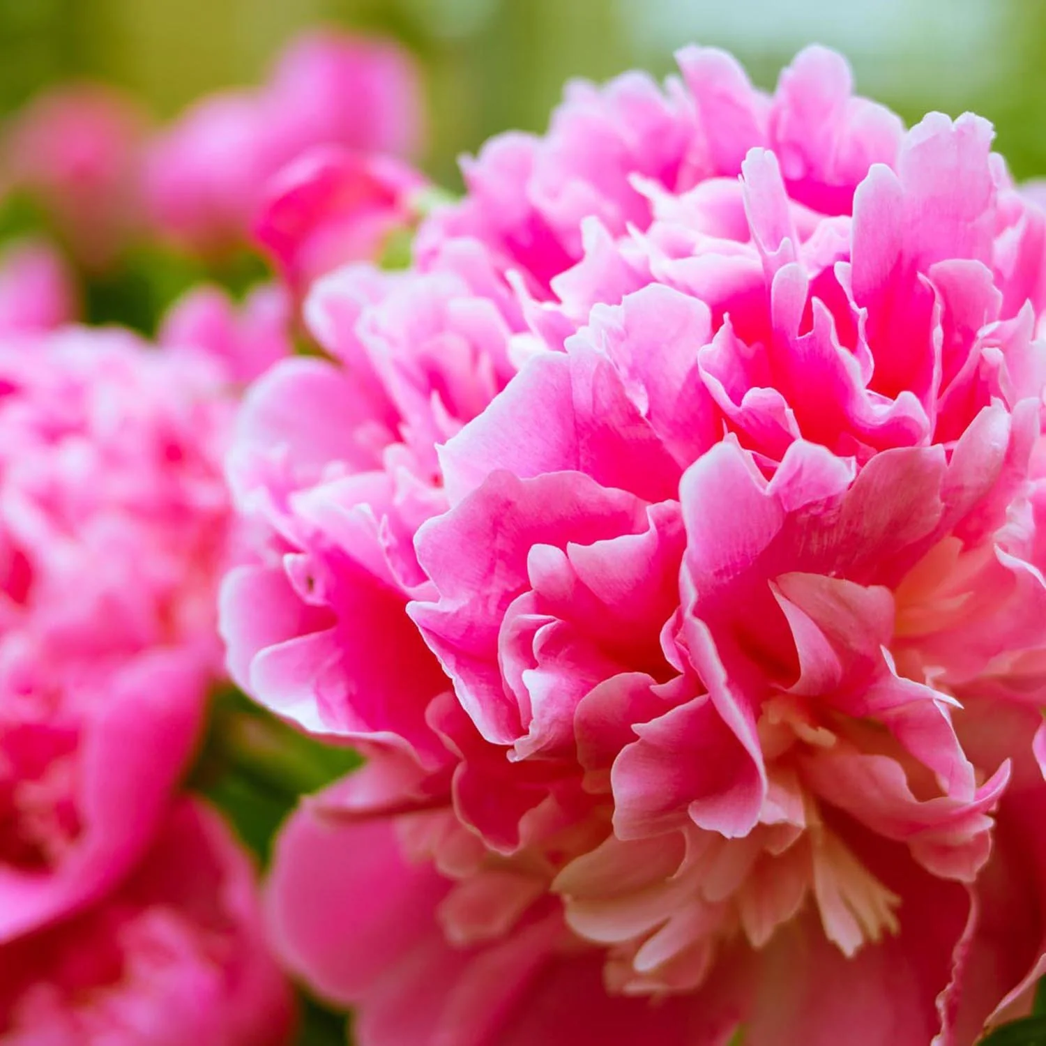 Bujor arbustiv nobil Dr. Alexander Fleming, cu flori roz - Image 6