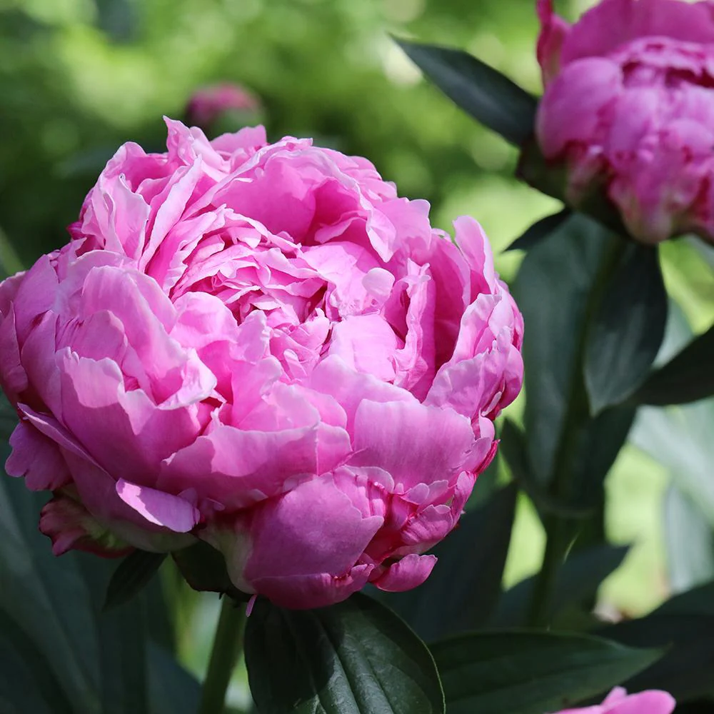 Bujor arbustiv nobil Dr. Alexander Fleming, cu flori roz - Image 7