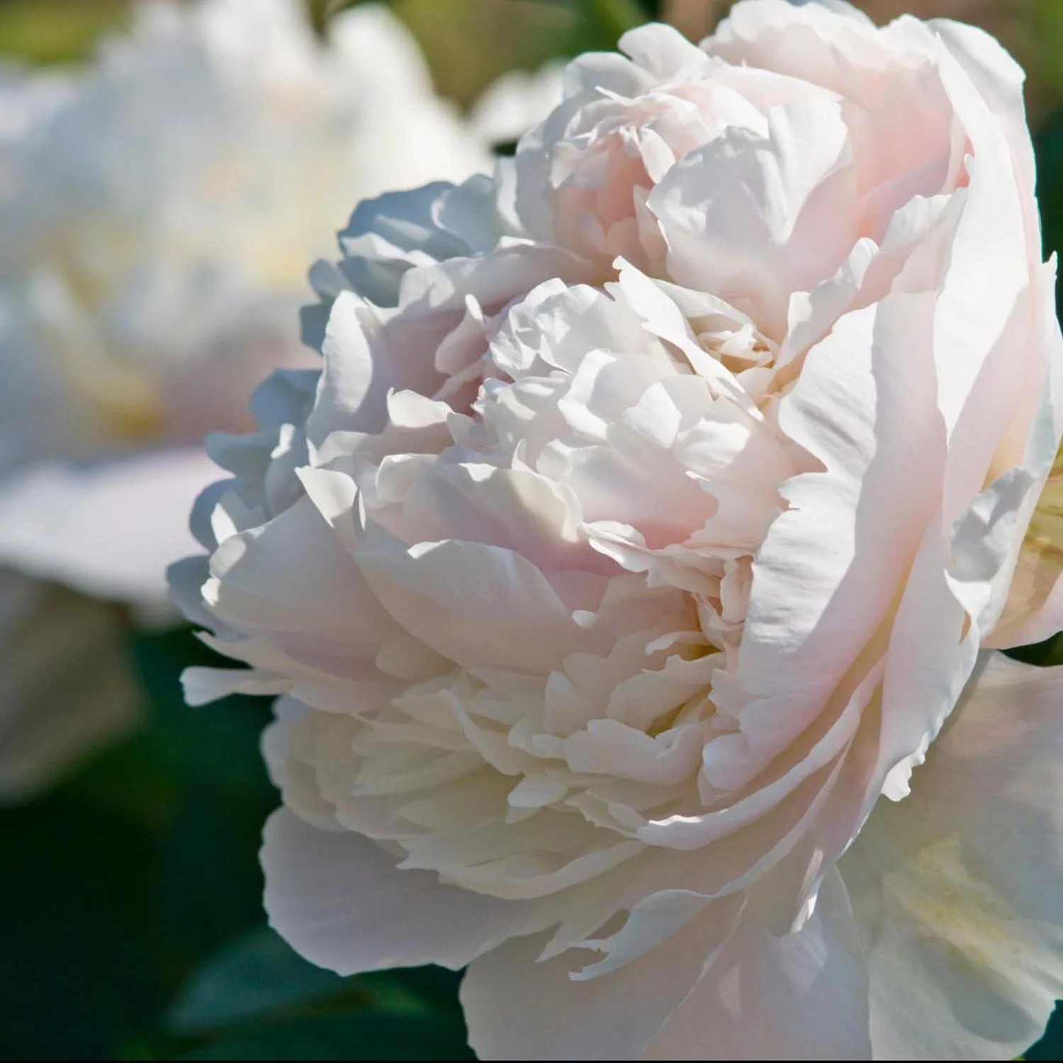 Bujor Nobil Duchesse de Nemours, cu flori alb-crem - Image 3