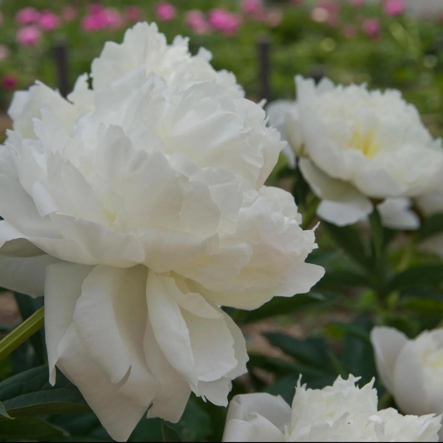 Bujor Nobil Duchesse de Nemours, cu flori alb-crem - Image 4