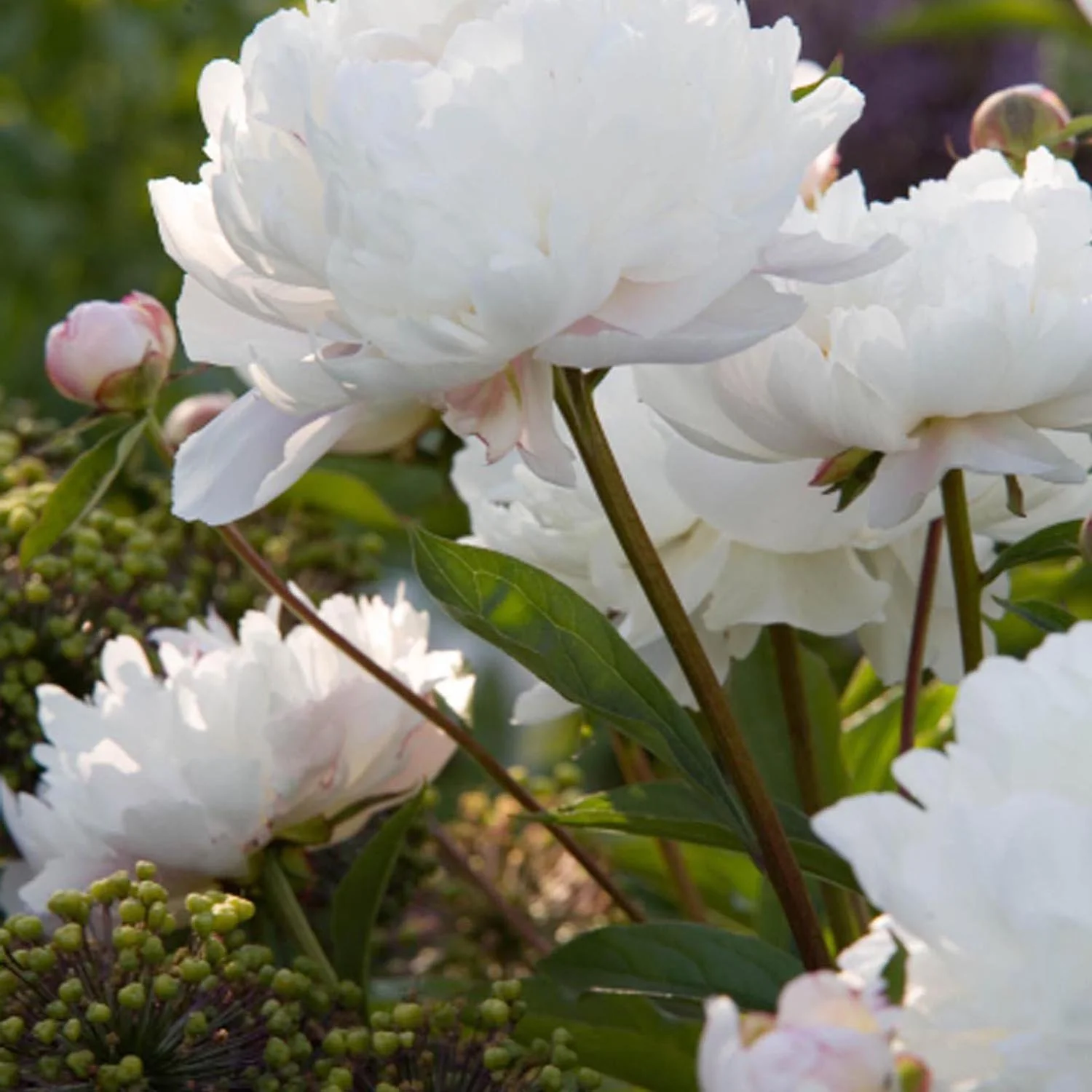 Bujor Nobil Duchesse de Nemours, cu flori alb-crem - Image 5