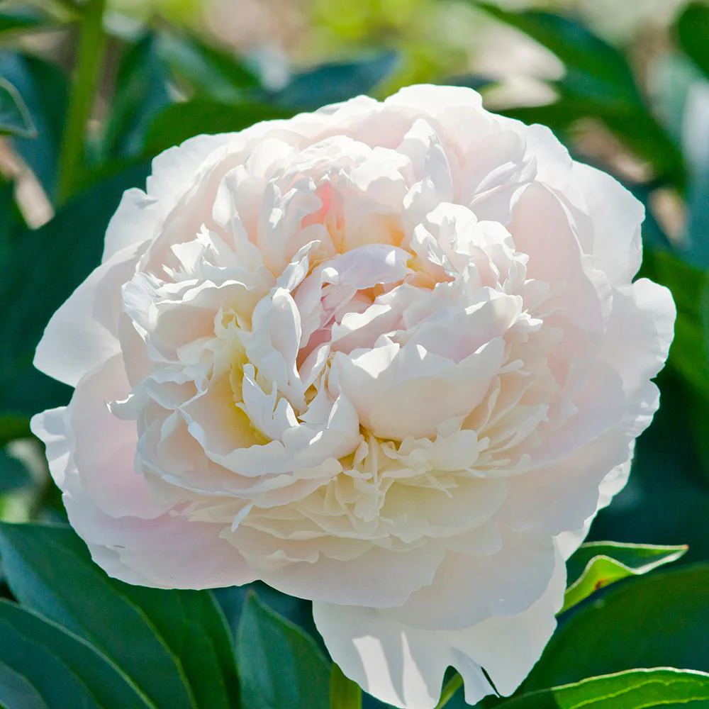 Bujor Nobil Duchesse de Nemours, cu flori alb-crem - Image 6