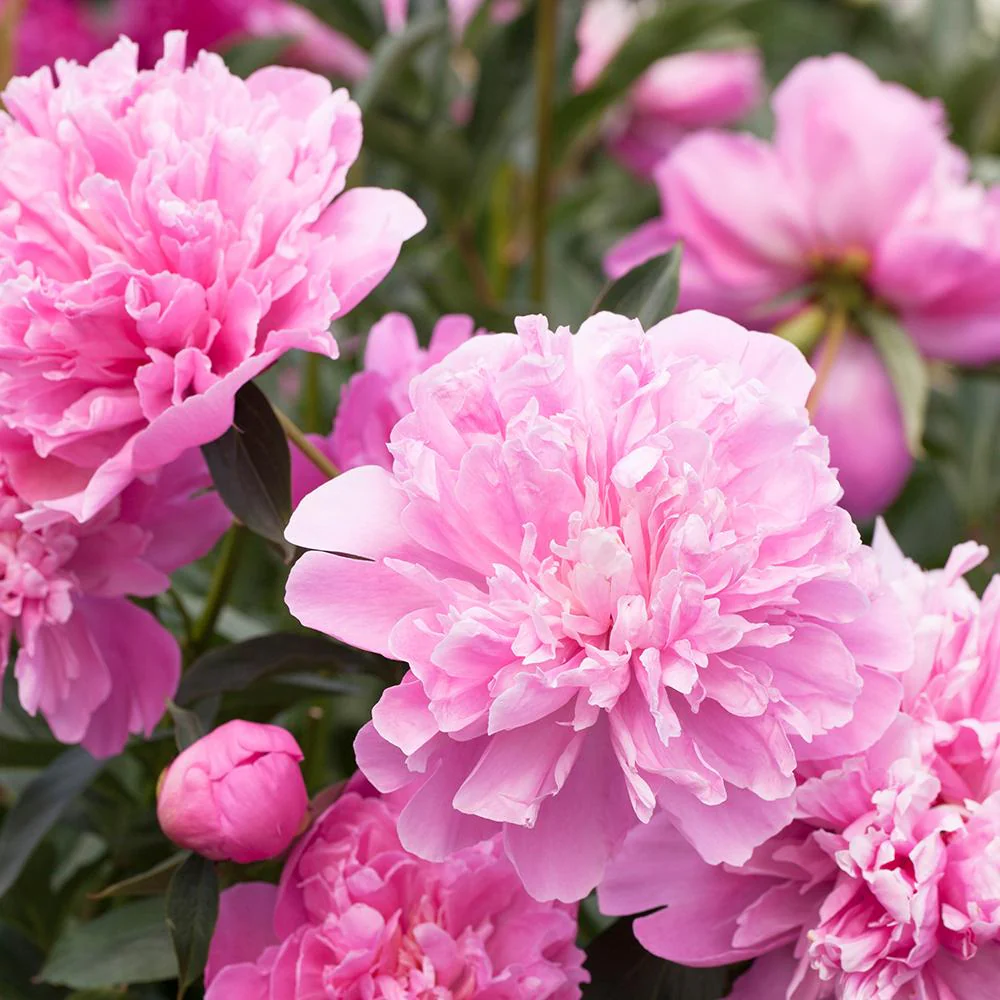 Bujor arbustiv nobil Edulis Superba, cu flori roz - Image 3