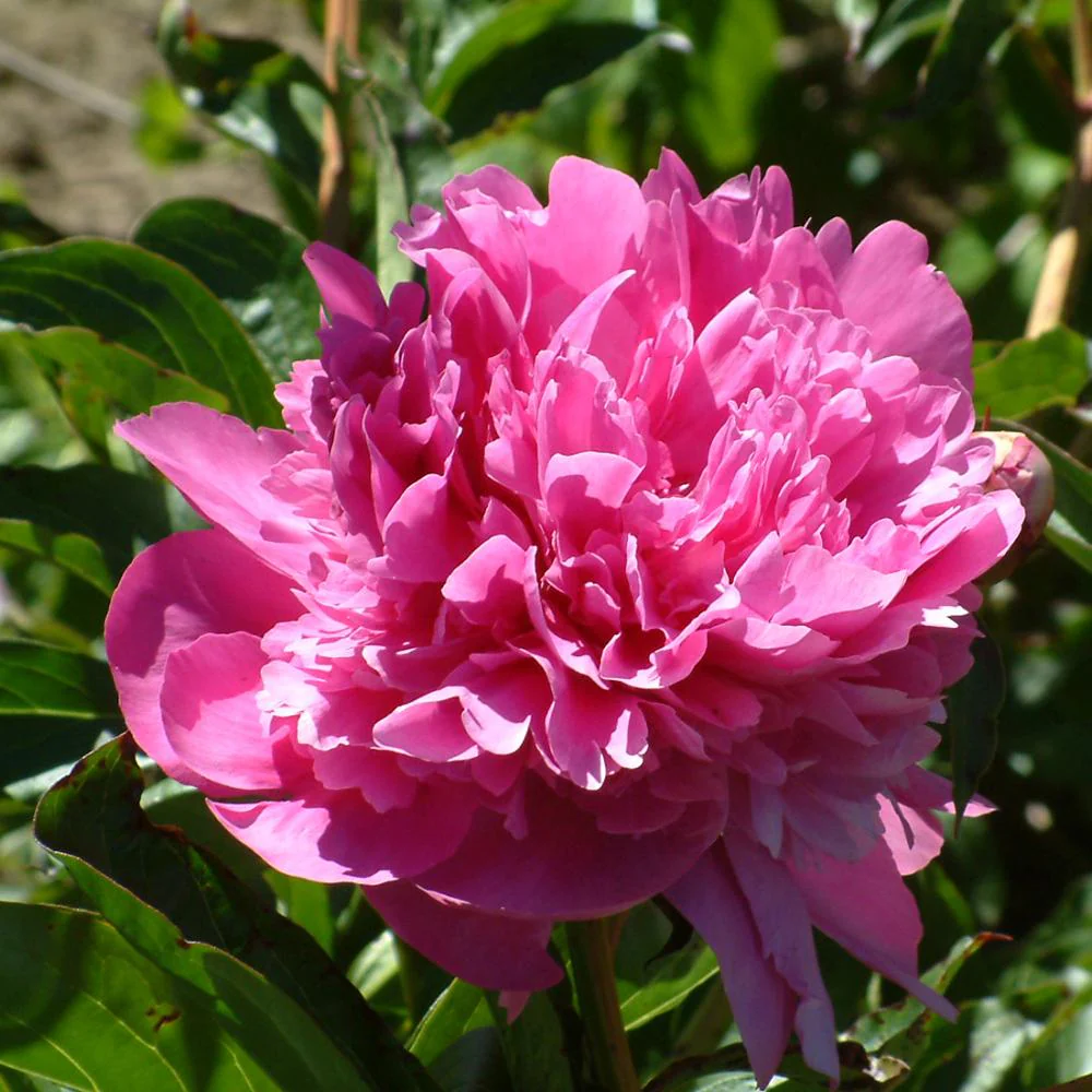 Bujor arbustiv nobil Edulis Superba, cu flori roz - Image 4