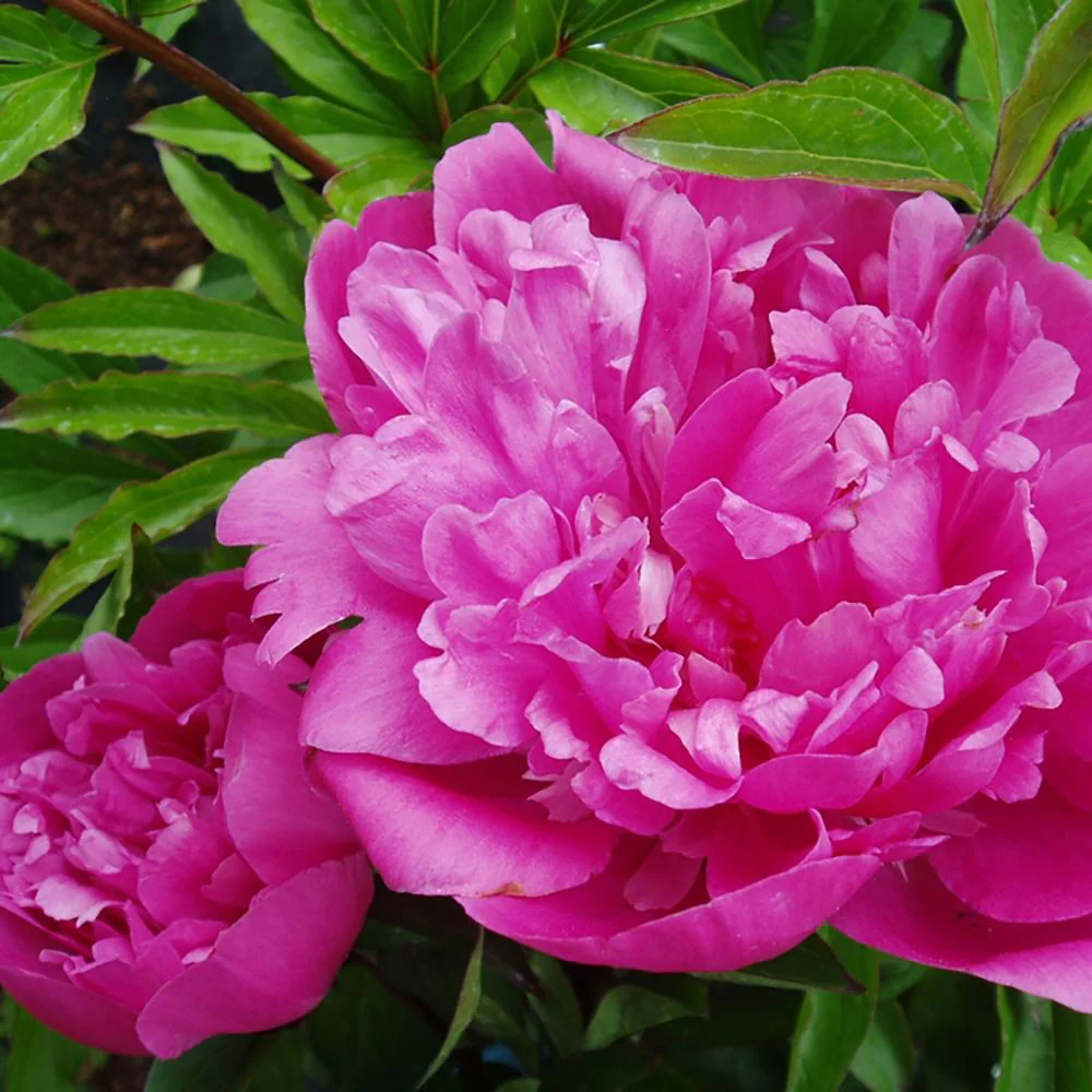 Bujor arbustiv nobil Edulis Superba, cu flori roz - Image 6