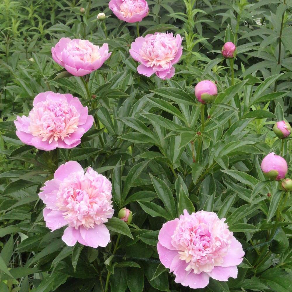 Bujor arbustiv nobil Edulis Superba, cu flori roz - Image 7