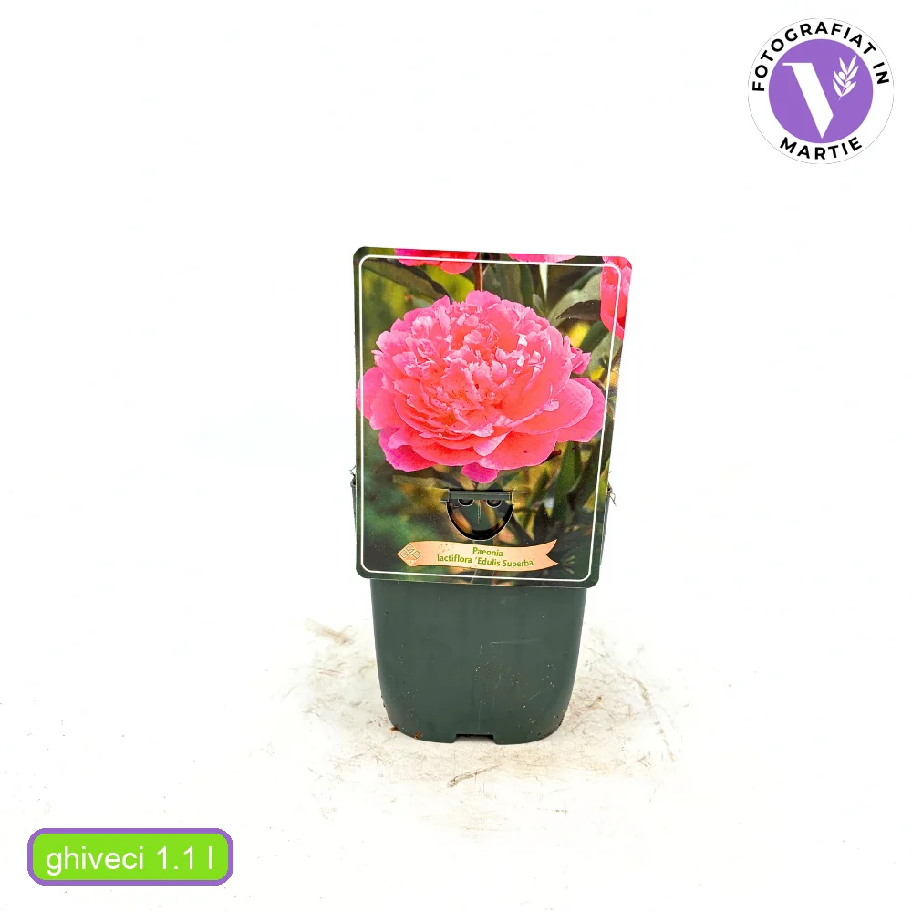 Bujor arbustiv nobil Edulis Superba, cu flori roz - Image 8