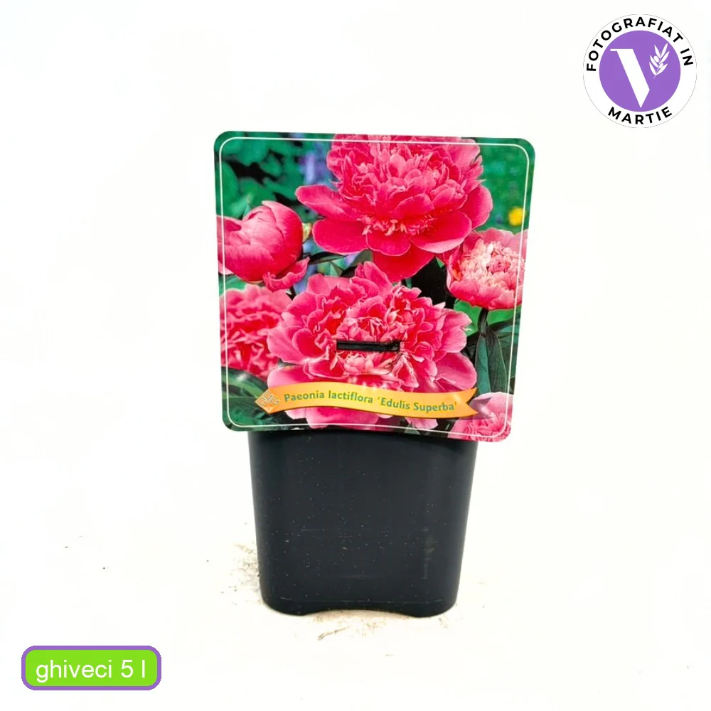 Bujor arbustiv nobil Edulis Superba, cu flori roz - Image 9