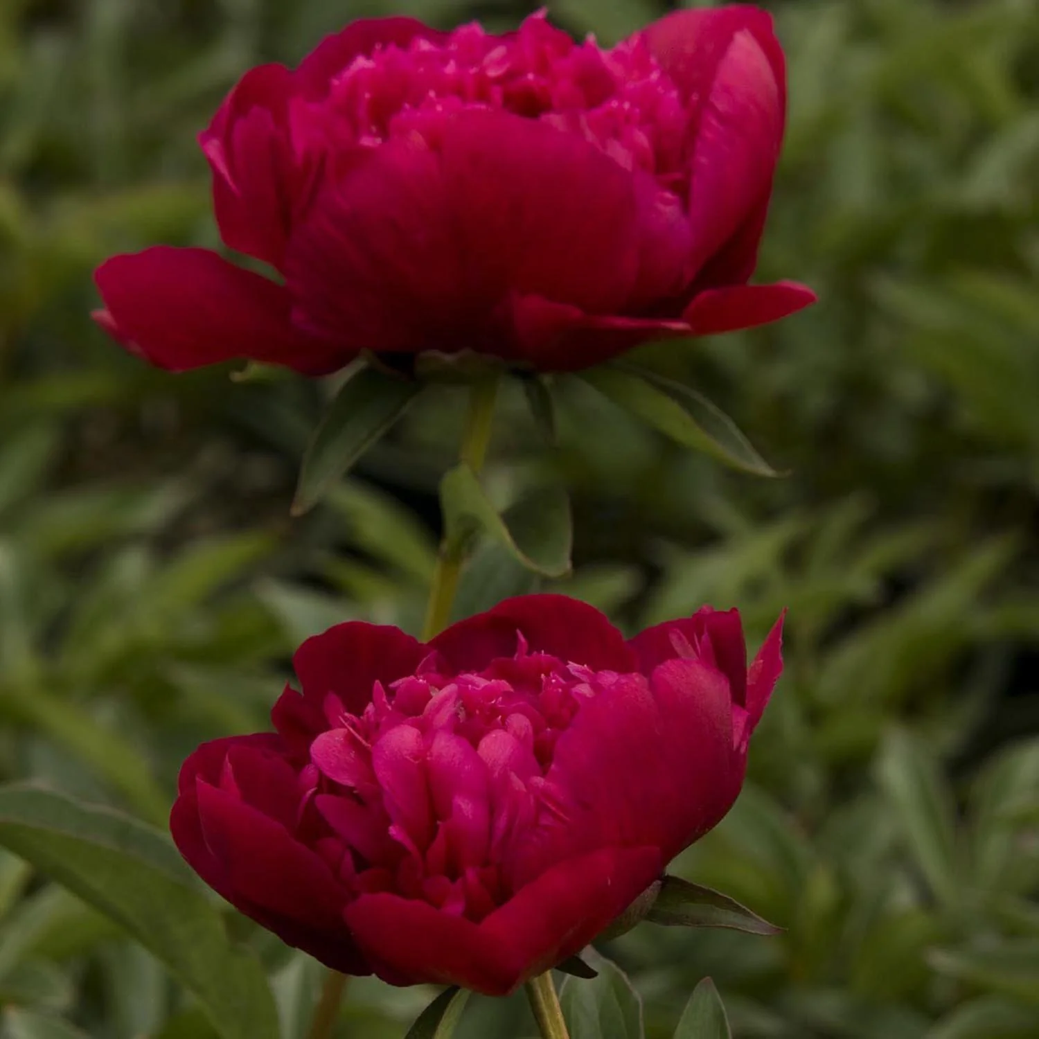 Bujor arbustiv nobil Inspecteur Lavergne, cu flori rosii-burgundiu - Image 3