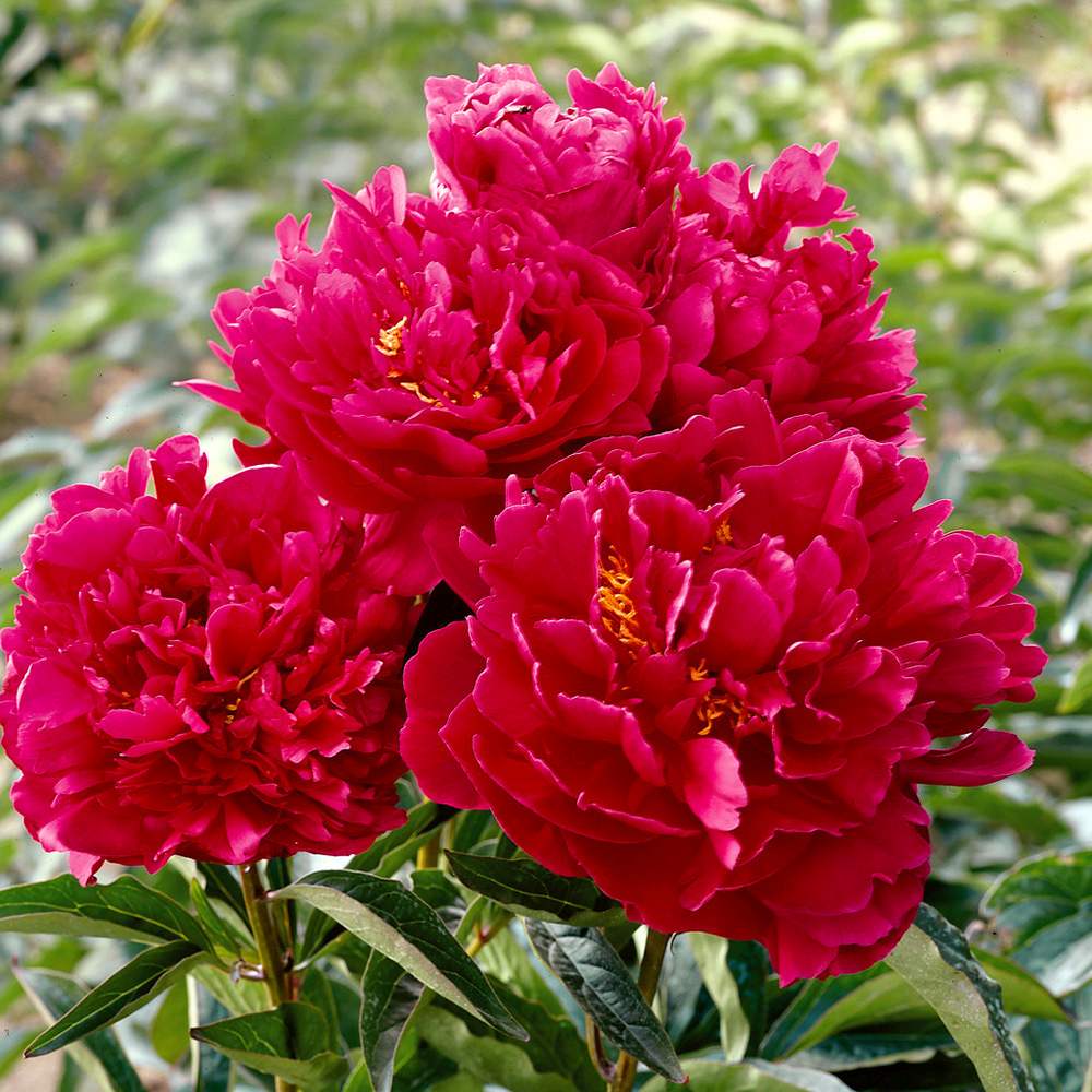 Bujor arbustiv nobil Inspecteur Lavergne, cu flori rosii-burgundiu - Image 4