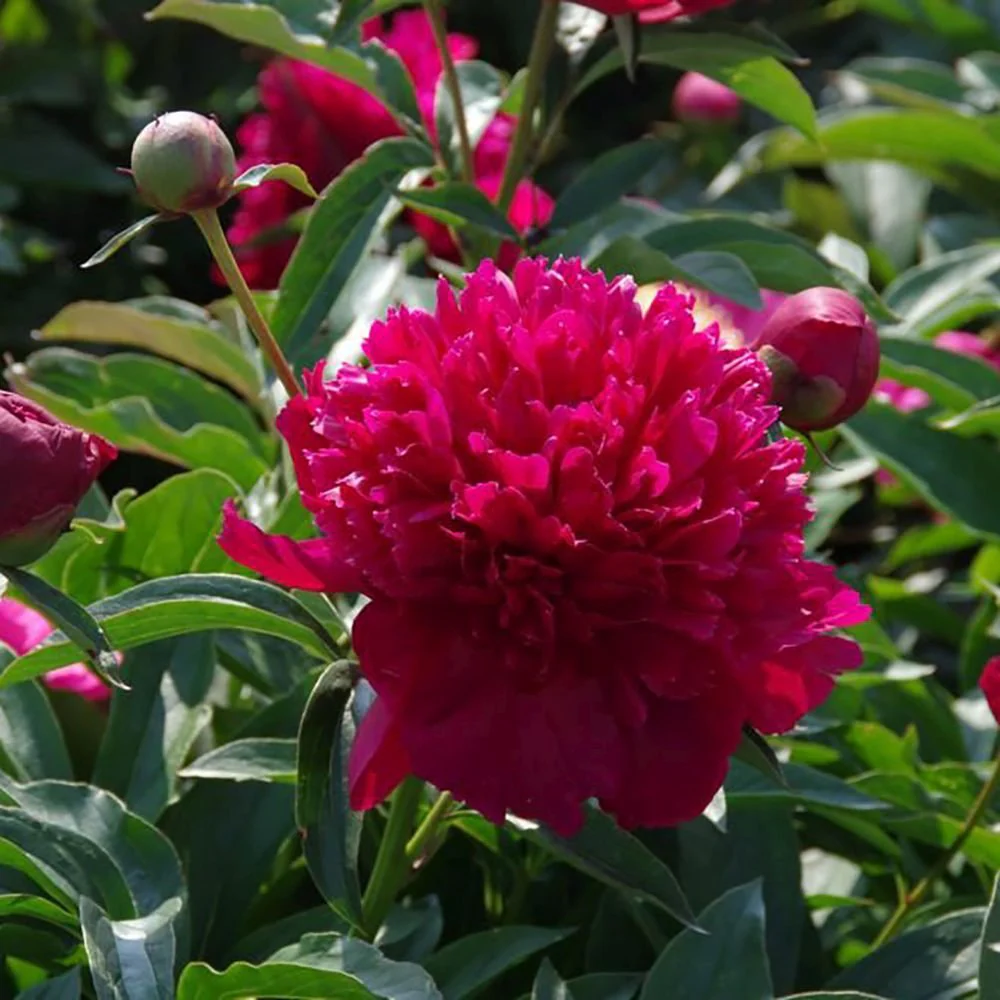 Bujor arbustiv nobil Inspecteur Lavergne, cu flori rosii-burgundiu - Image 5