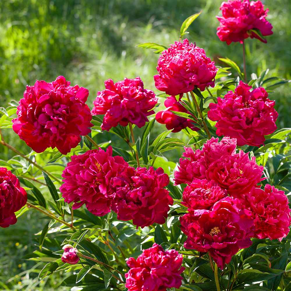 Bujor arbustiv nobil Inspecteur Lavergne, cu flori rosii-burgundiu - Image 7