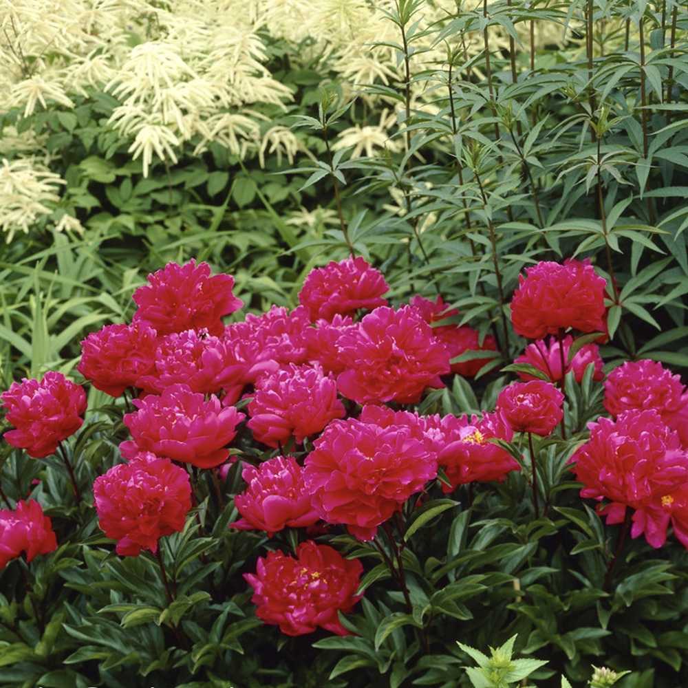 Bujor arbustiv nobil Karl Rosenfield, cu flori rosii-aprinse - Image 10