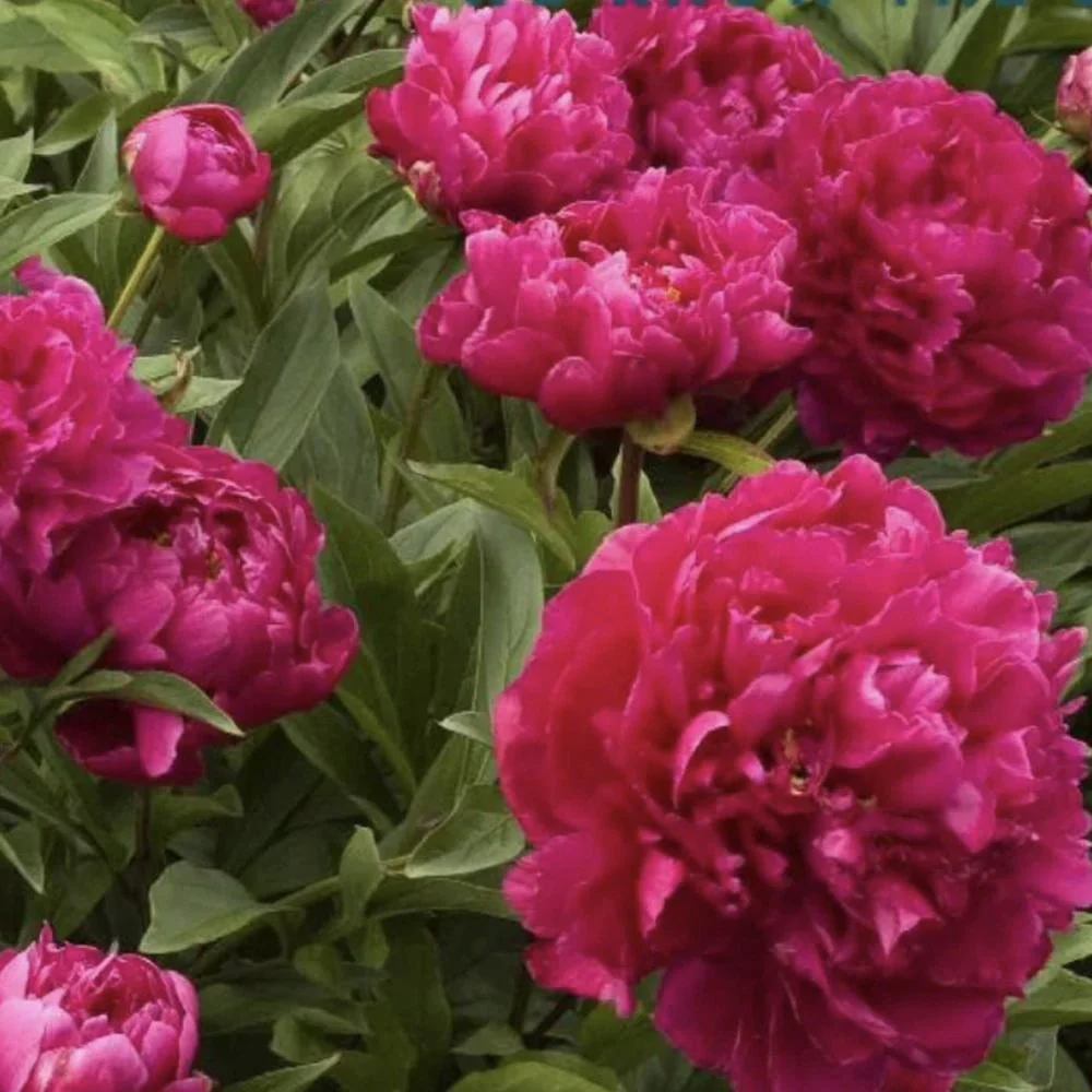 Bujor arbustiv nobil Karl Rosenfield, cu flori rosii-aprinse - Image 11