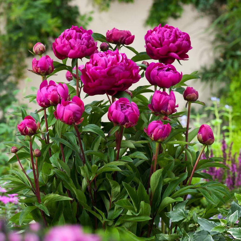 Bujor arbustiv nobil Karl Rosenfield, cu flori rosii-aprinse - Image 12