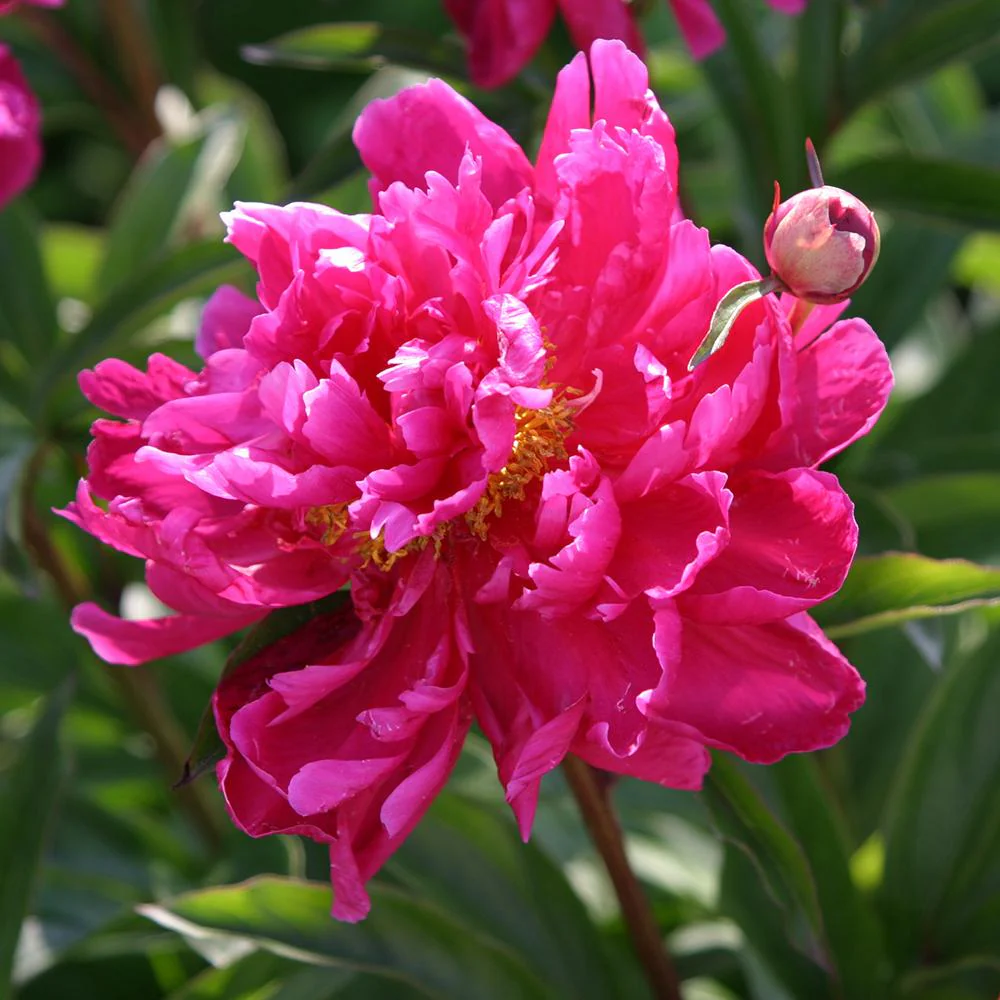 Bujor arbustiv nobil Karl Rosenfield, cu flori rosii-aprinse - Image 4