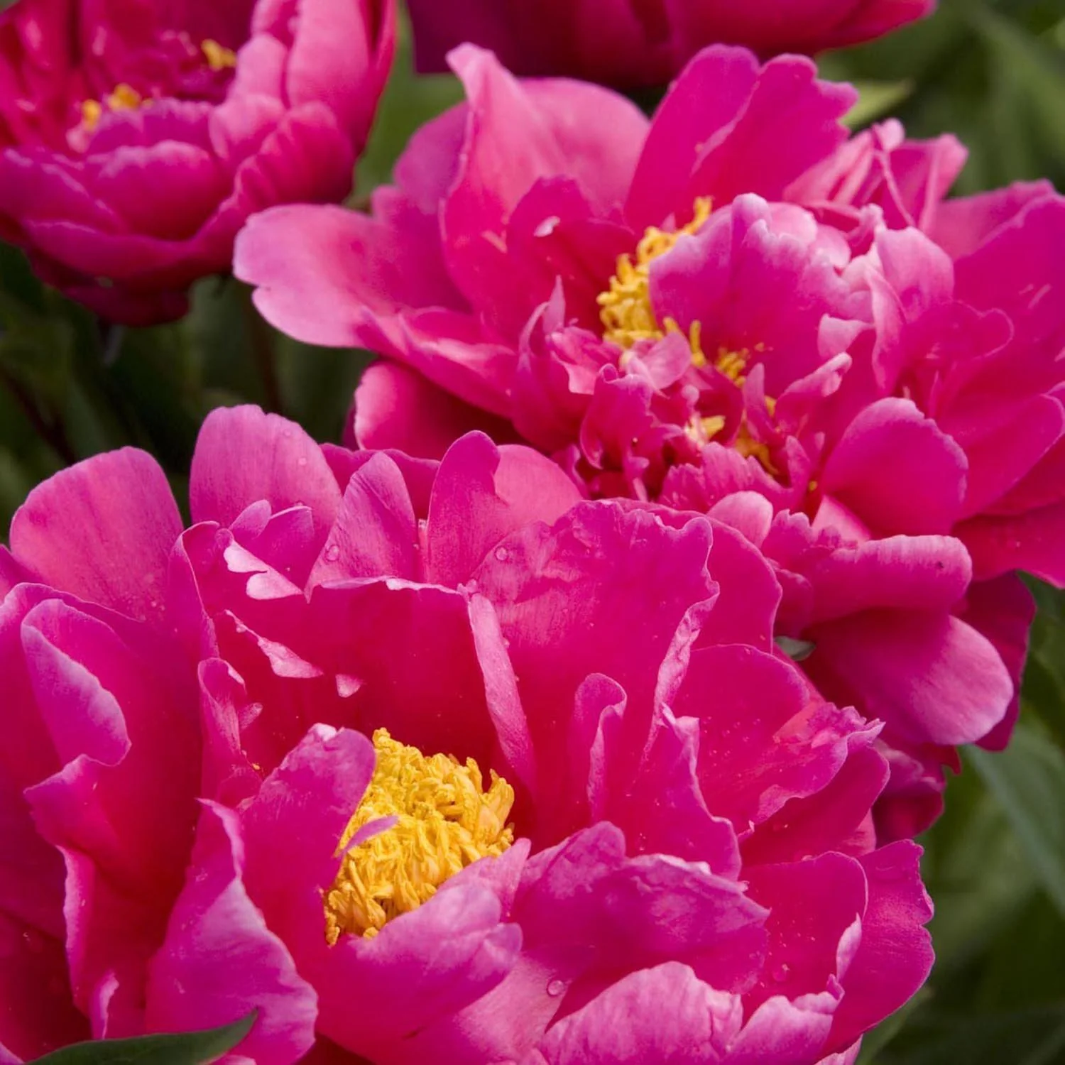 Bujor arbustiv nobil Karl Rosenfield, cu flori rosii-aprinse - Image 5