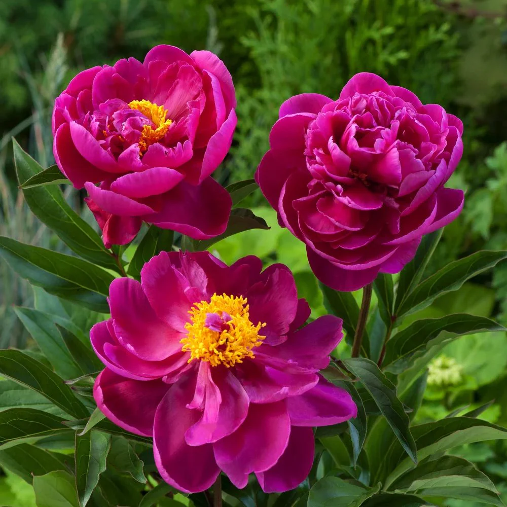 Bujor arbustiv nobil Karl Rosenfield, cu flori rosii-aprinse - Image 8