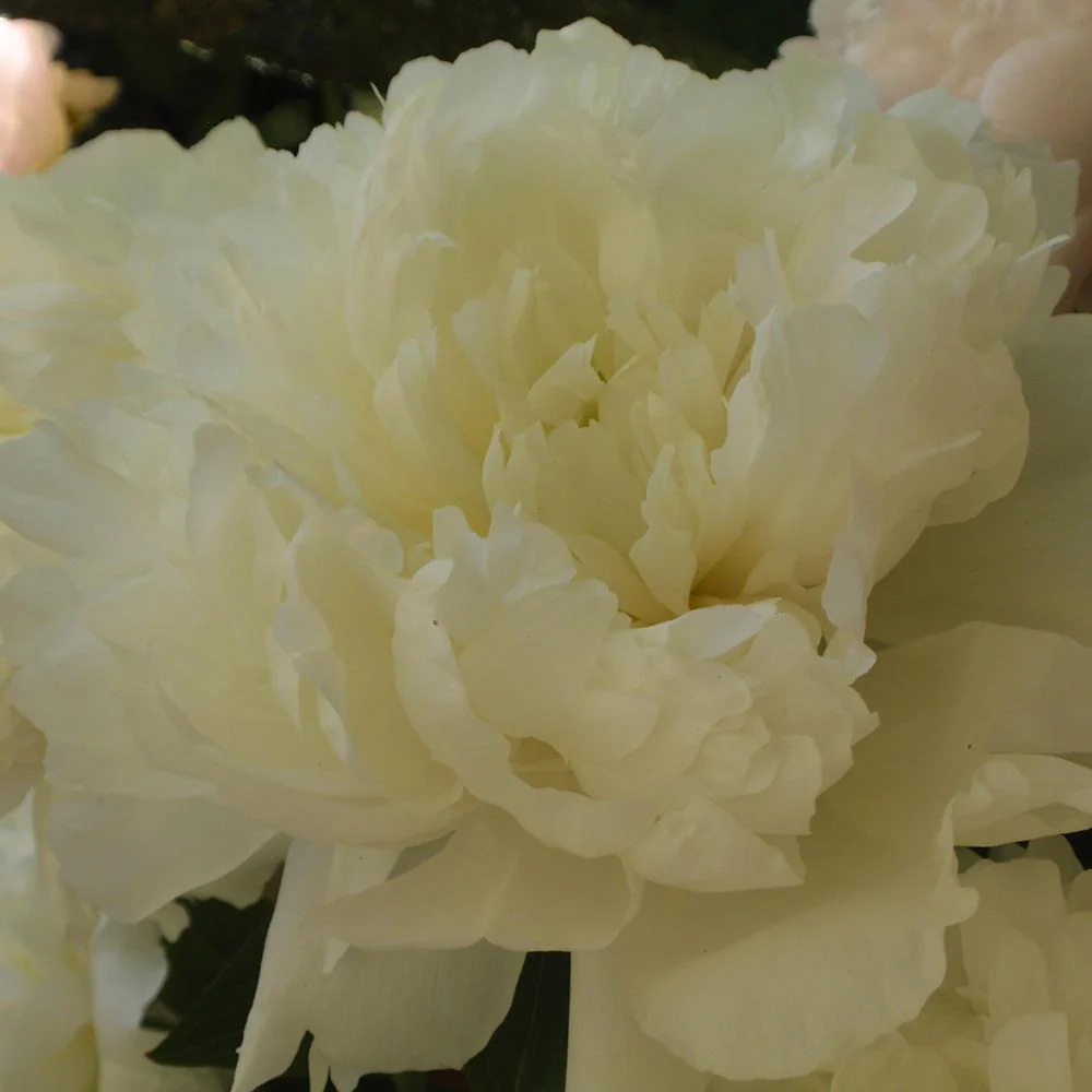 Bujor arbustiv nobil Marie Lemoine, cu flori albe-lamaie - Image 3