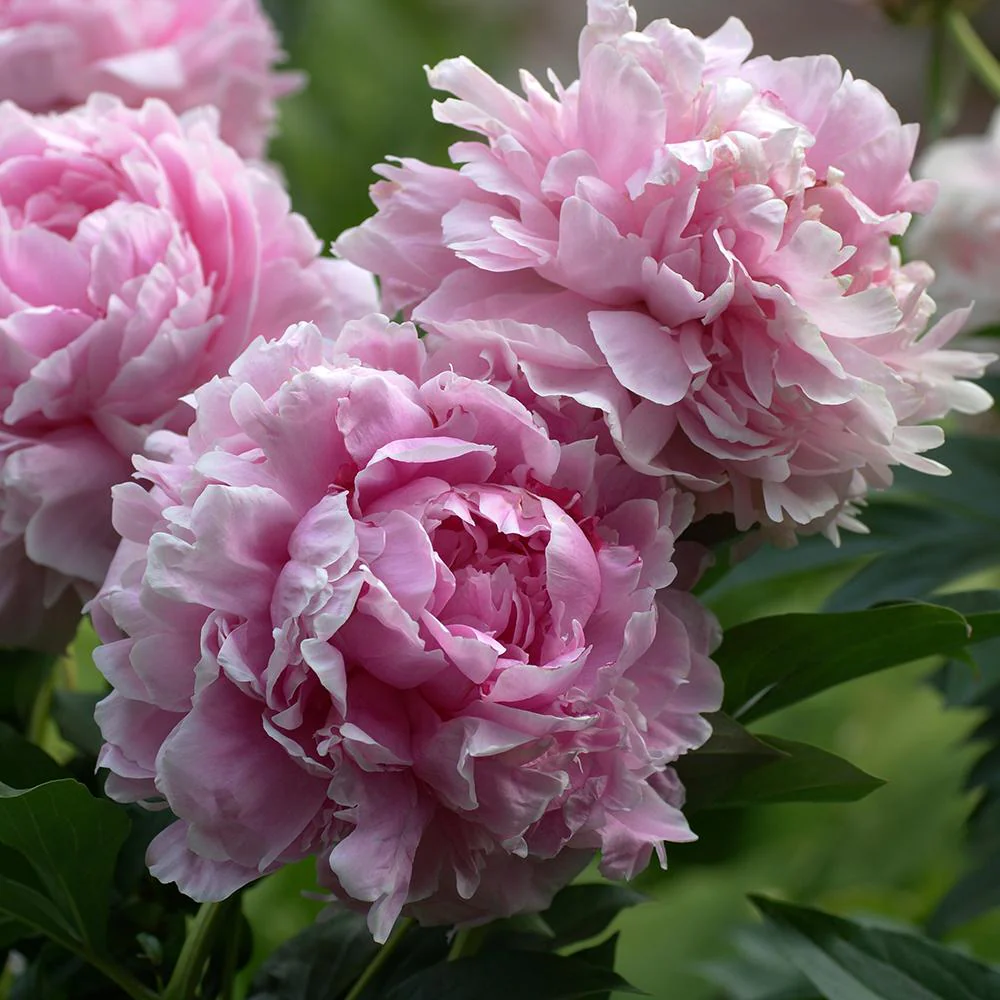 Bujor arbustiv nobil Sarah Bernhardt, cu flori roz si parfum puternic - Image 10