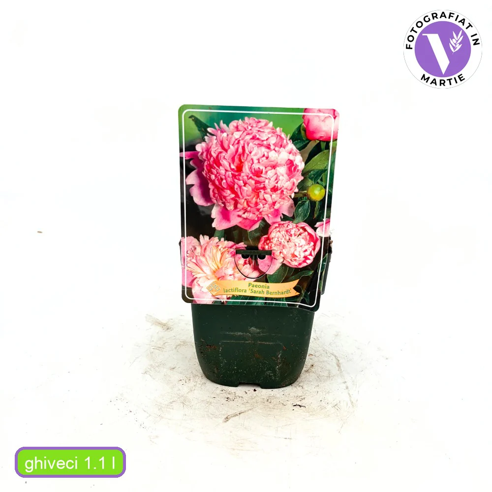 Bujor arbustiv nobil Sarah Bernhardt, cu flori roz si parfum puternic - Image 11