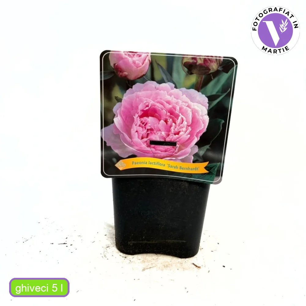 Bujor arbustiv nobil Sarah Bernhardt, cu flori roz si parfum puternic - Image 12