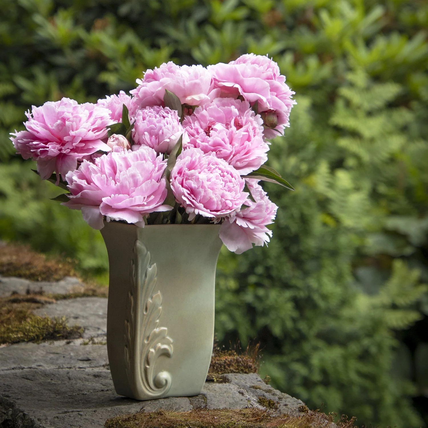 Bujor arbustiv nobil Sarah Bernhardt, cu flori roz si parfum puternic - Image 4