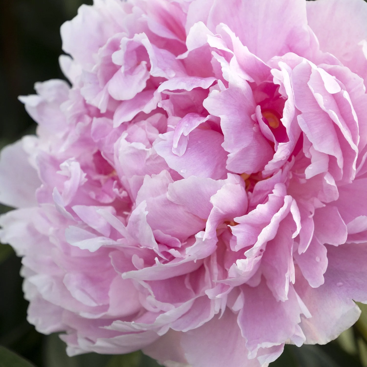 Bujor arbustiv nobil Sarah Bernhardt, cu flori roz si parfum puternic - Image 5