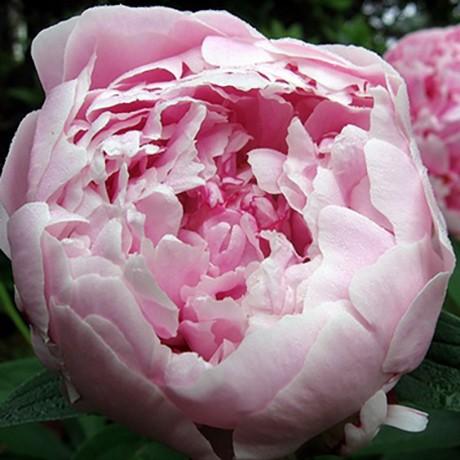 Bujor arbustiv nobil Sarah Bernhardt, cu flori roz si parfum puternic - Image 7