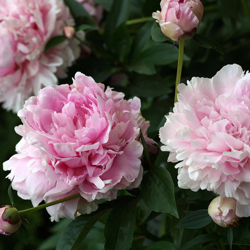 Bujor arbustiv nobil Sarah Bernhardt, cu flori roz si parfum puternic - Image 9