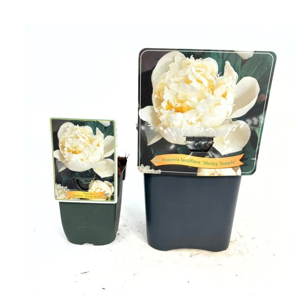 Bujor arbustiv nobil Shirley Temple, cu flori albe roz-pal si parfum intens - Image 10