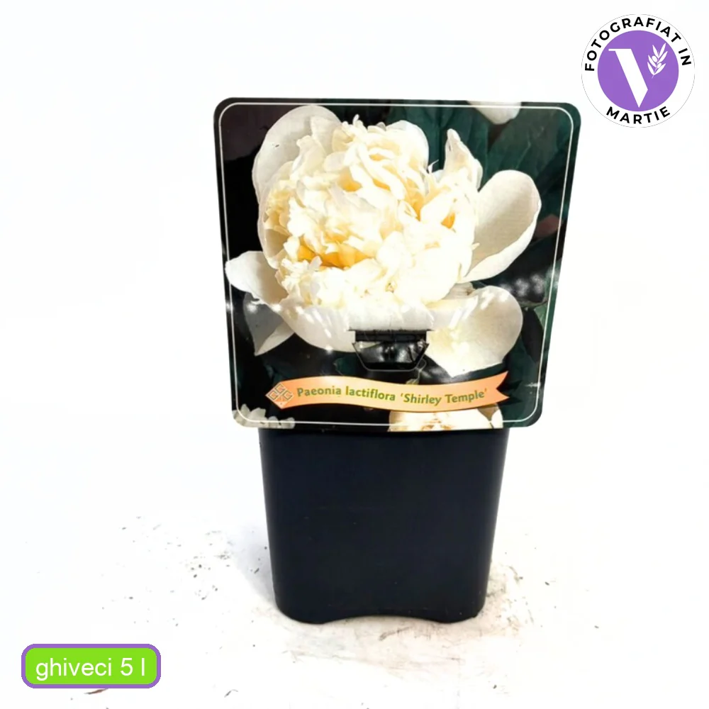 Bujor arbustiv nobil Shirley Temple, cu flori albe roz-pal si parfum intens - Image 11