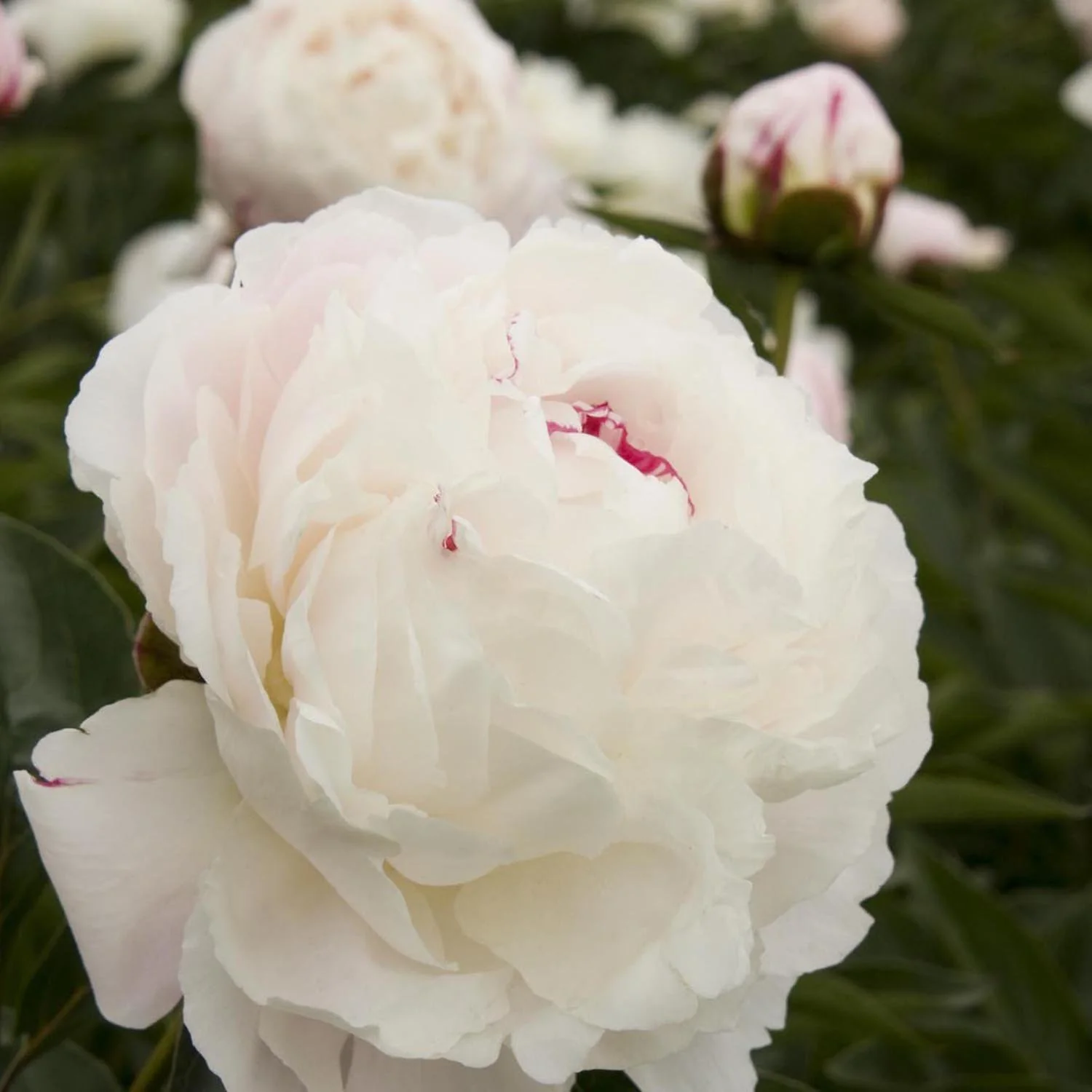 Bujor arbustiv nobil Shirley Temple, cu flori albe roz-pal si parfum intens - Image 3