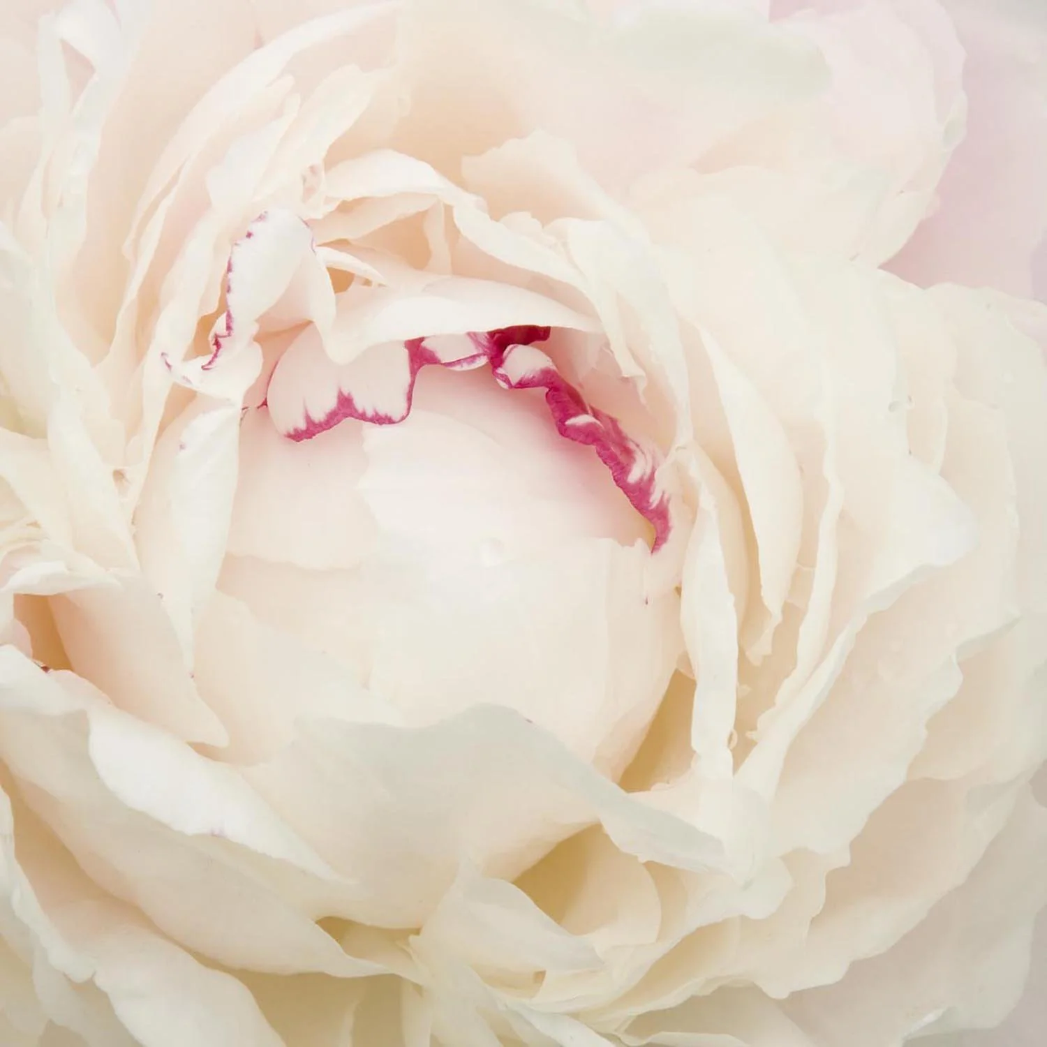 Bujor arbustiv nobil Shirley Temple, cu flori albe roz-pal si parfum intens - Image 5