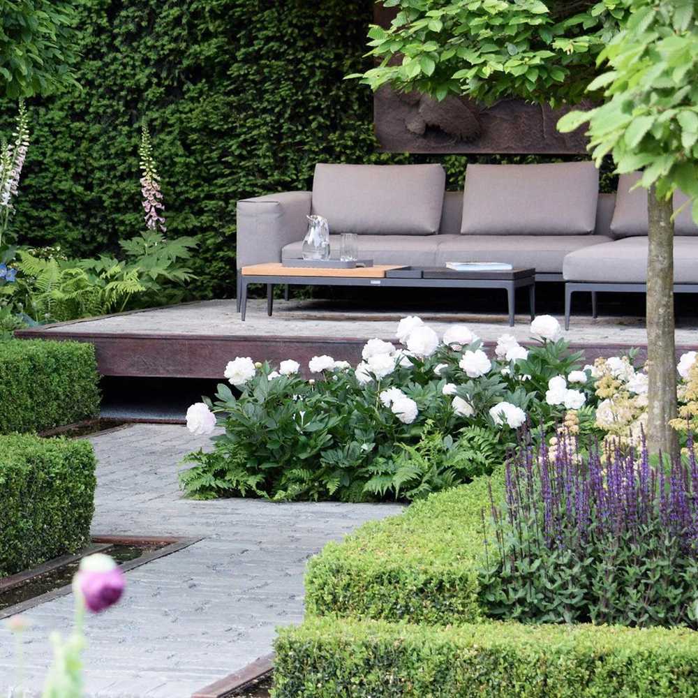 Bujor arbustiv nobil Shirley Temple, cu flori albe roz-pal si parfum intens - Image 9