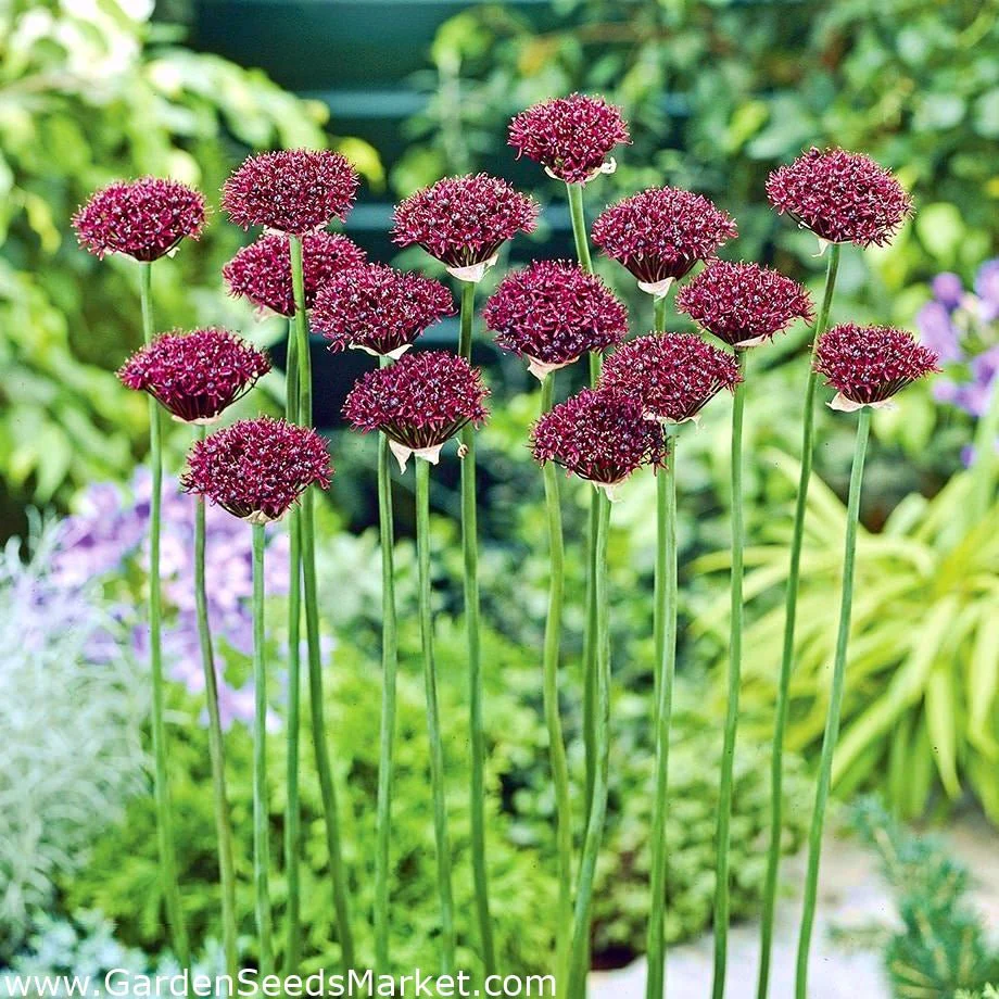 Bulbi Ceapa Ornamentala (Allium) Atropurpureum (5 Bucati/Pachet) - Image 3