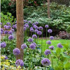 Ceapa Ornamentala (Allium) Gladiator, flori sferice uriase, violet intens - Image 4