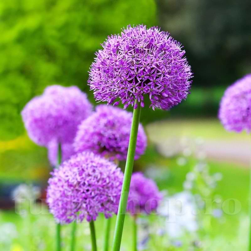 Ceapa Ornamentala (Allium) Gladiator, flori sferice uriase, violet intens - Image 5