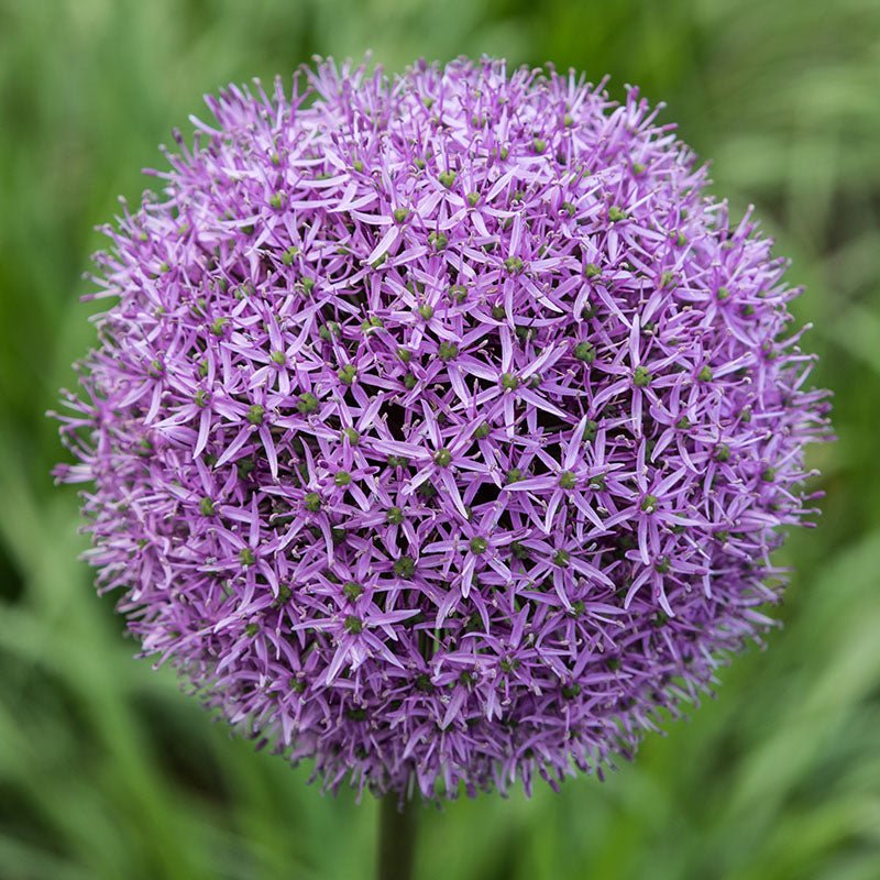 Ceapa Ornamentala (Allium) Gladiator, flori sferice uriase, violet intens - Image 6