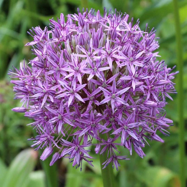 Ceapa Ornamentala (Allium) Gladiator, flori sferice uriase, violet intens - Image 7