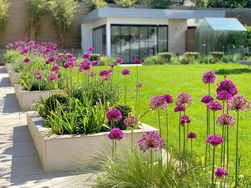 Bulbi Ceapa Ornamentala (Allium) Purple Rain (5 Bucati/Pachet) - Image 3