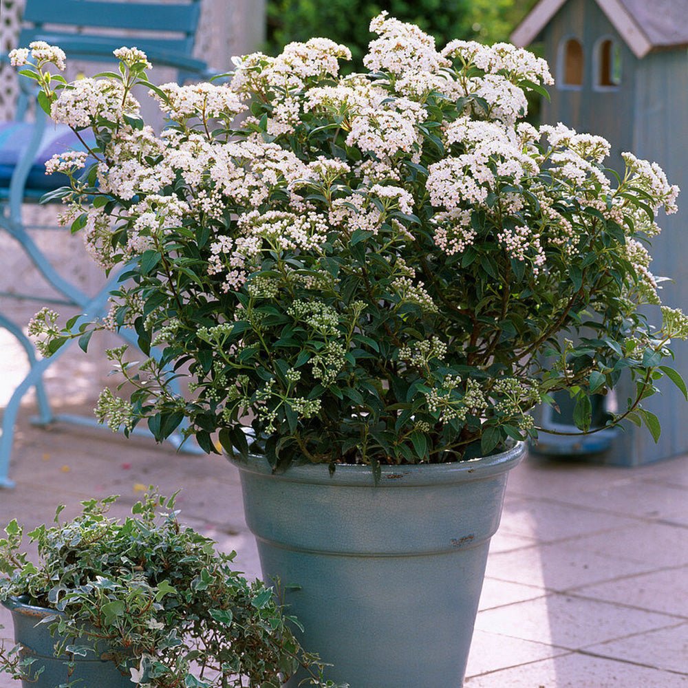 Bulgare de Zapada Eskimo (Calinul), arbust ornamental cu flori albe globulare, Inflorire abundenta primavara - Image 3