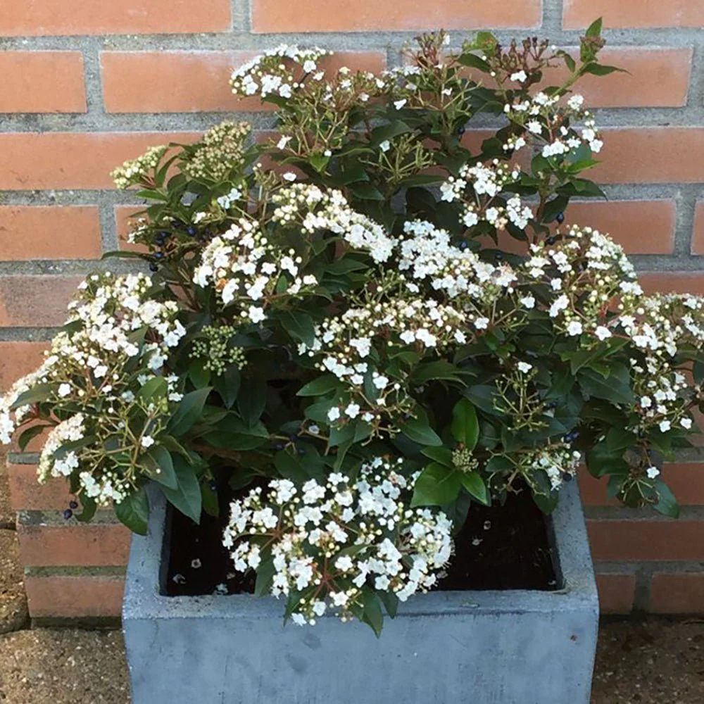 Bulgare de Zapada Eskimo (Calinul), arbust ornamental cu flori albe globulare, Inflorire abundenta primavara - Image 4