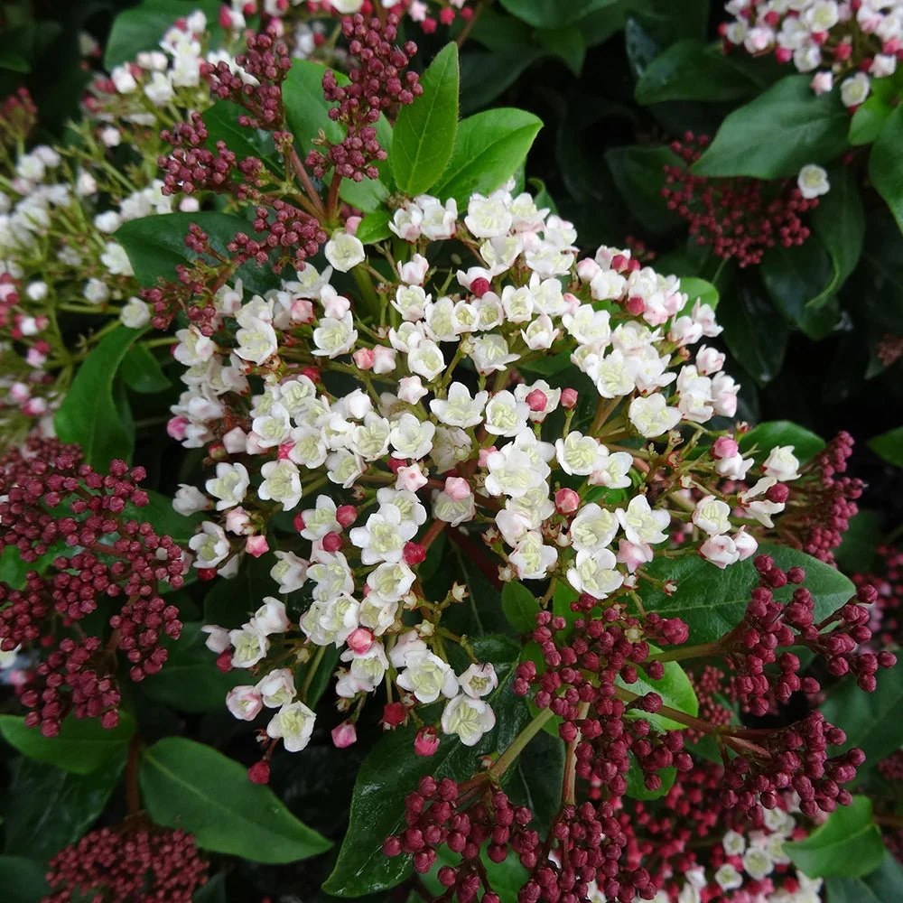 Bulgare de Zapada Eskimo (Calinul), arbust ornamental cu flori albe globulare, Inflorire abundenta primavara - Image 6