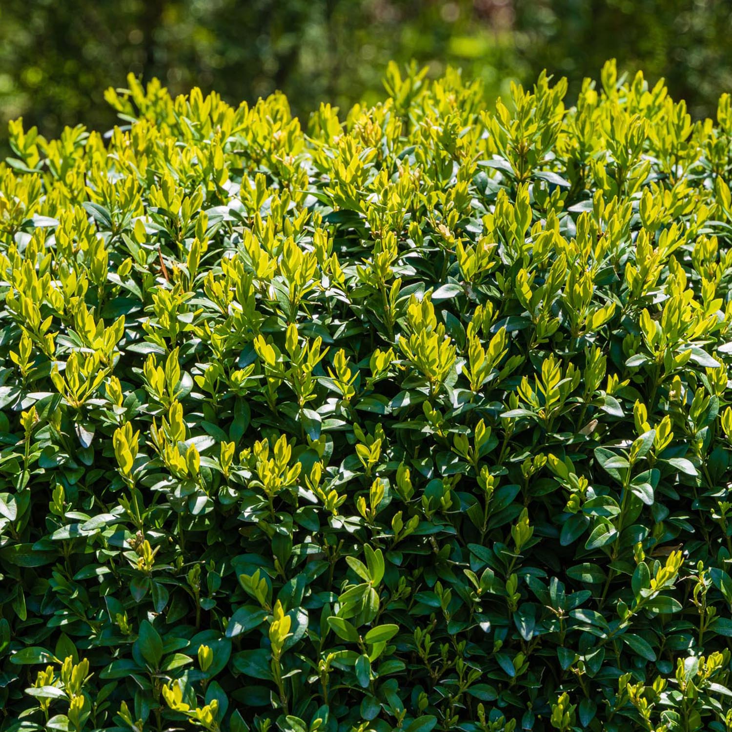 Buxus Sempervirens (Cimisir), gard viu mic vesnic verde - Image 13