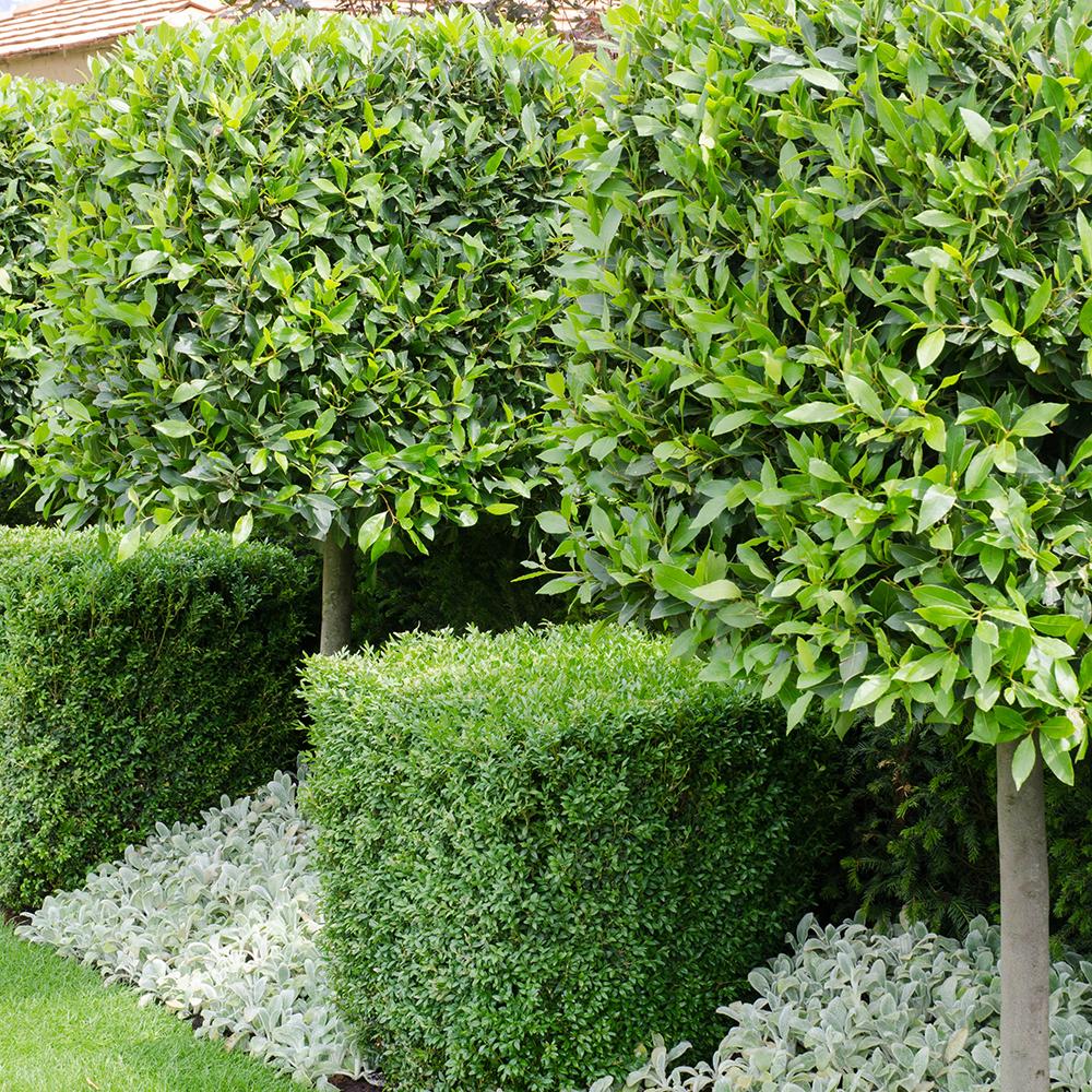 Buxus Sempervirens (Cimisir), gard viu mic vesnic verde - Image 16